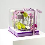 The Imperial Violet Box