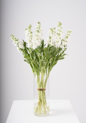 Matthiola in Clear Vase