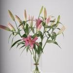 Pink Lilies in Clear Vase