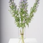 Elegant Aster Blooms