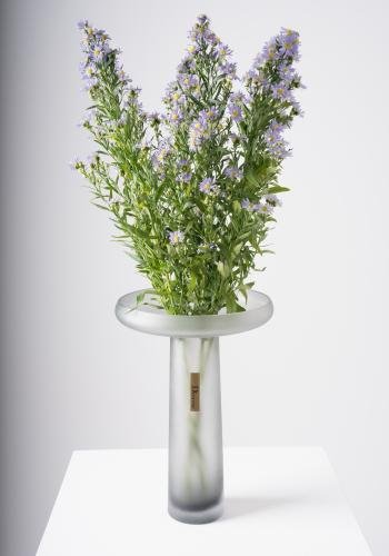 Elegant Aster Blooms