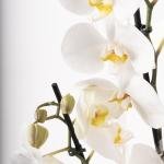 Orchid Elegance