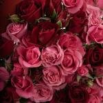 Dana – Famous Hot Sale: Spray Roses in a Box