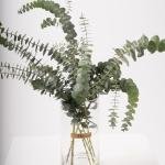 Eucalyptus Leaves in Clear Glass Vase