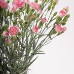 Blooming Spray Carnations