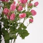 سحر ورود السبراي