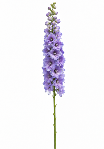 Purple Delphinium