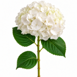 White Hydrangea