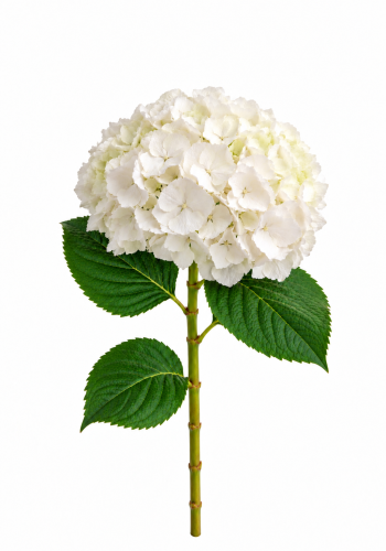 White Hydrangea