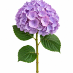 Purple Hydrangea
