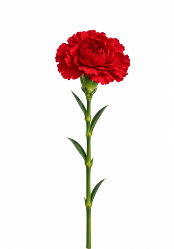Red Carnation