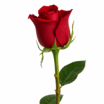 Red Rose