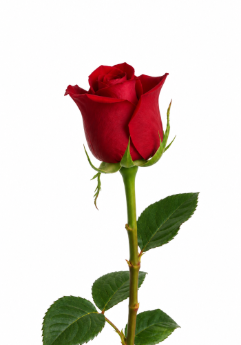 Red Rose