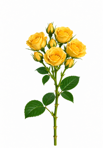 Yellow Spray Rose