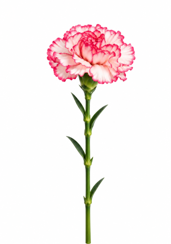 Double Pink Carnation
