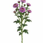 Dark Purple Button Chrysanthemum