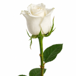 White Star Rose