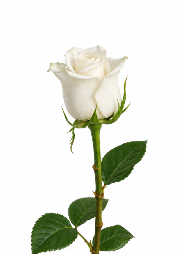 White Star Rose