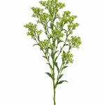 Green Lipidium