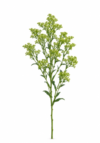Green Lipidium