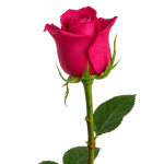 Fuchsia Rose