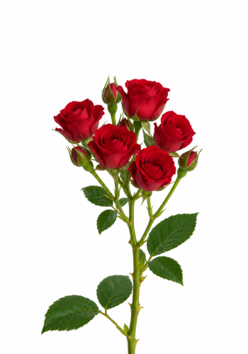 Red Spray Rose