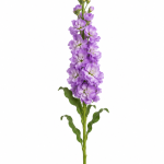 Purple Matthiola