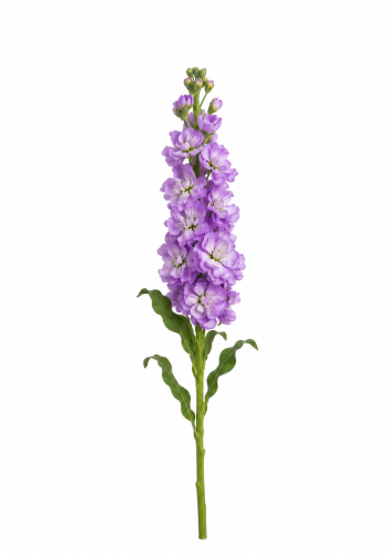 Purple Matthiola
