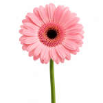 Pink Gerbera