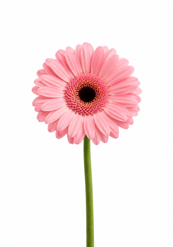 Pink Gerbera