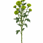 Green Chrysanthemum Button