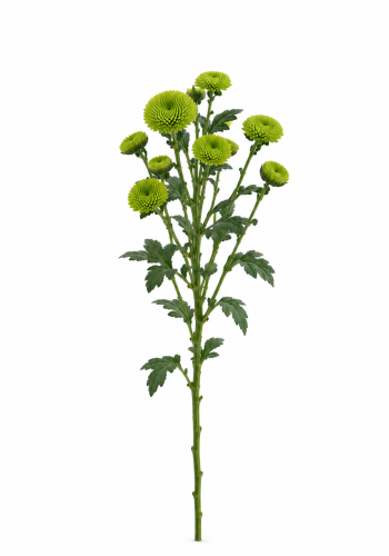 Green Chrysanthemum Button