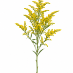 Yellow Solidago