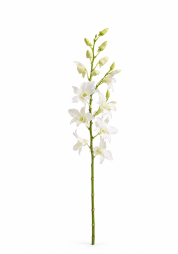 White Orchid Dendrobium