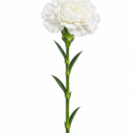 White Carnation