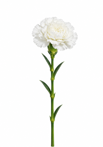 White Carnation