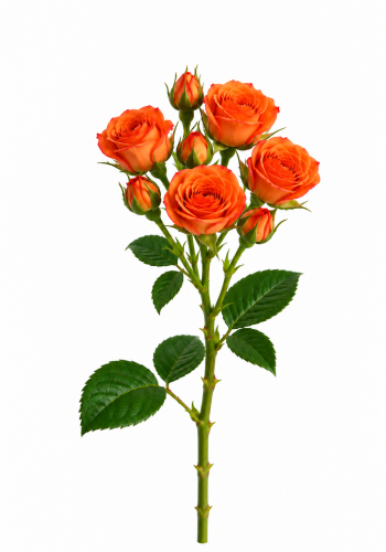 Orange Spray Rose