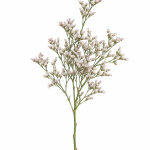 Pink Limonium