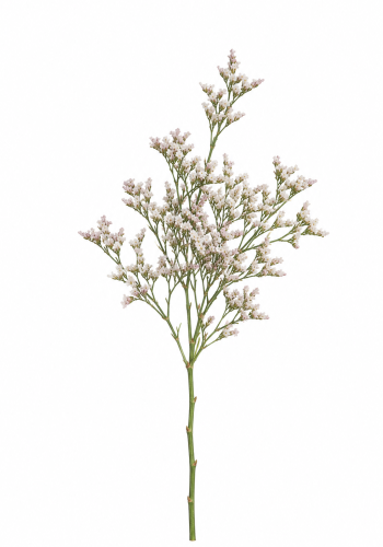 Pink Limonium