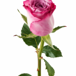 Rose Purple Double Color