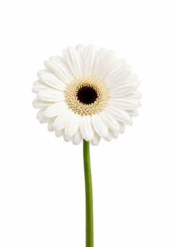 White Gerbera