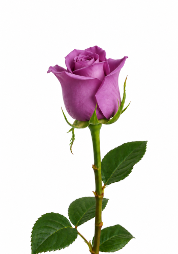 Purple Rose