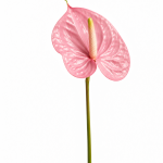 Pink Anthurium