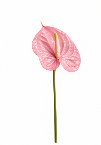 Pink Anthurium