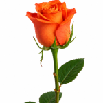 Orange Rose
