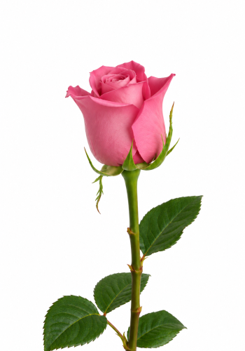 Light Pink Rose