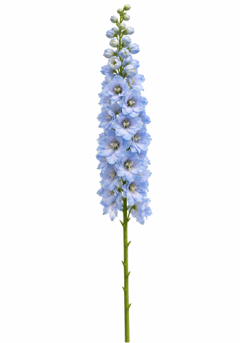 Light Blue Delphinium