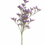 Limonium Purple