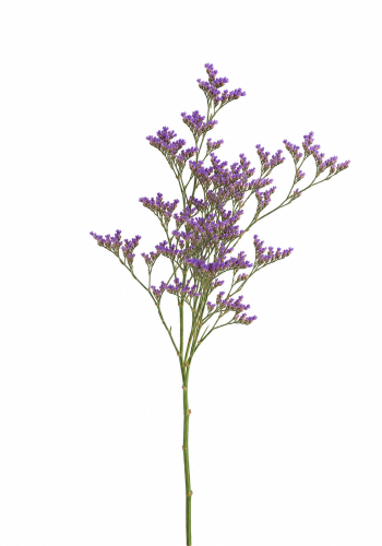 Limonium Purple