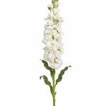 White Matthiola